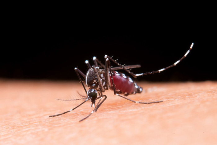 5 Essential Things to Know About Dengue Prevention